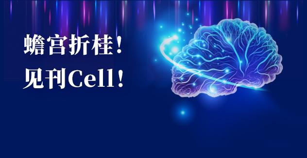 Cell项目文章 | 中国科学家解码人脑多区域时空发育奥秘！